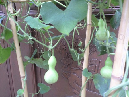 ファイル 1043-1.jpg