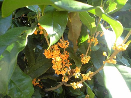 ファイル 1082-1.jpg