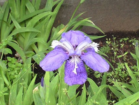 ファイル 1182-1.jpg