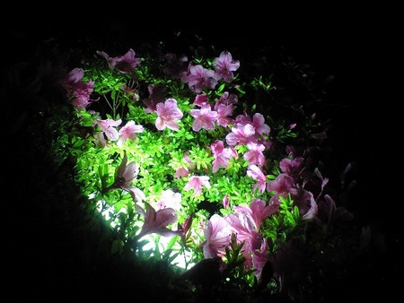 ファイル 1190-1.jpg