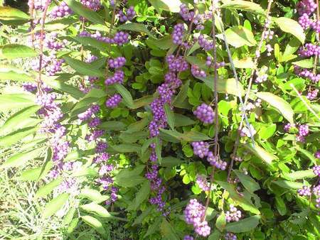 ファイル 1246-1.jpg