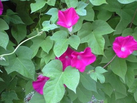 ファイル 1253-1.jpg