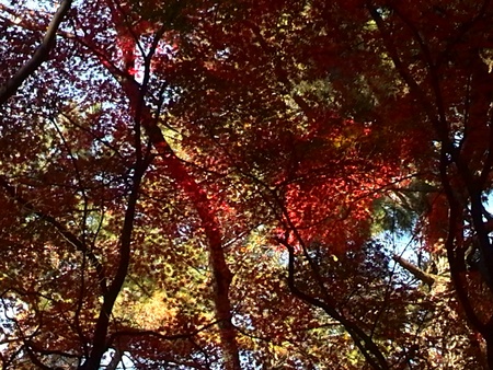 ファイル 1273-1.jpg