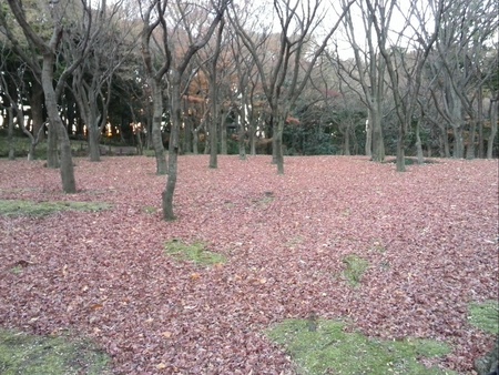 ファイル 1293-1.jpg