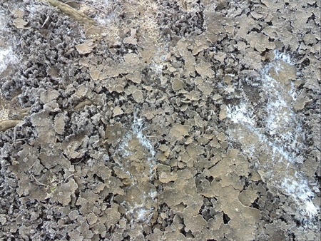 ファイル 1295-1.jpg