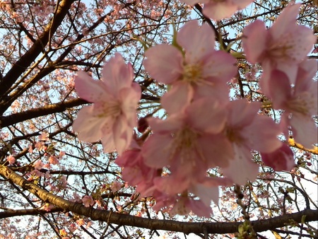 ファイル 1338-1.jpg