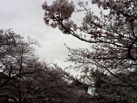 ファイル 1349-1.jpg