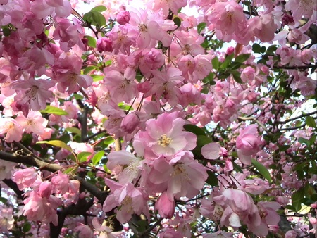 ファイル 1376-1.jpg