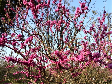 ファイル 1377-1.jpg