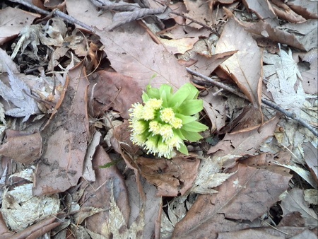 ファイル 1386-1.jpg