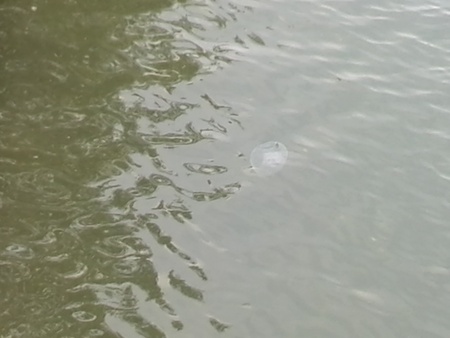 ファイル 1402-1.jpg