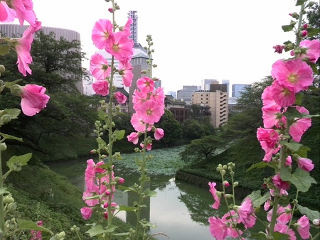 ファイル 1409-1.jpg