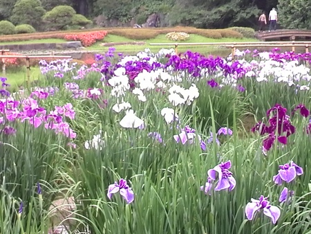 ファイル 1420-1.jpg