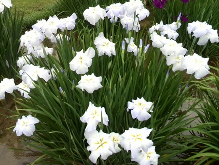 ファイル 1420-3.jpg