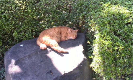 ファイル 1452-1.jpg