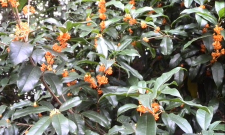 ファイル 1453-1.jpg