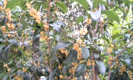 ファイル 1462-1.jpg