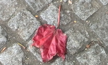 ファイル 1492-1.jpg