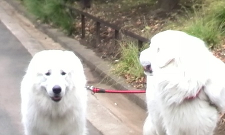 ファイル 1500-1.jpg