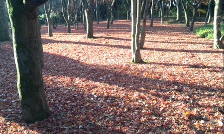 ファイル 1523-1.jpg