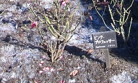 ファイル 1524-1.jpg