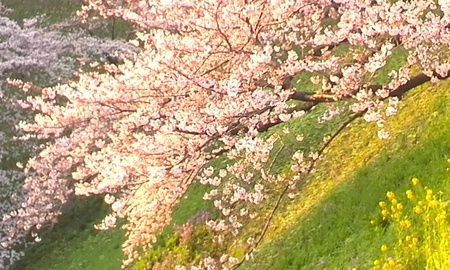 ファイル 1601-1.jpg