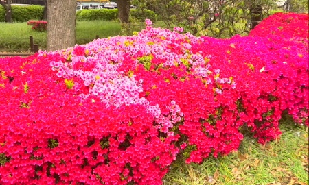 ファイル 1614-3.jpg