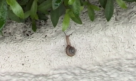 ファイル 1629-1.jpg