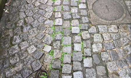 ファイル 1663-1.jpg