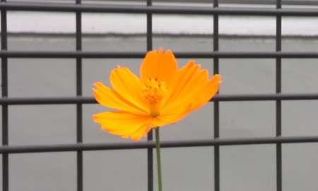 ファイル 1699-1.jpg