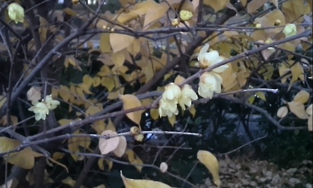 ファイル 1761-1.jpg