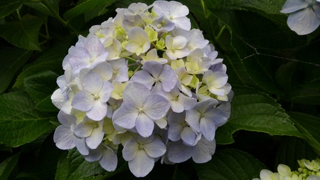 ファイル 1842-1.jpg