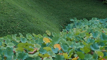 ファイル 1870-1.jpg