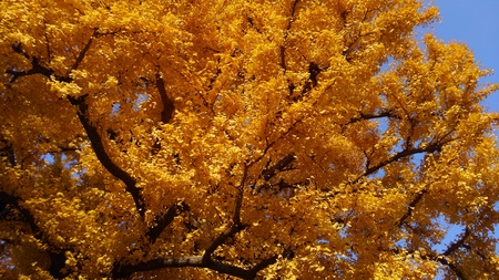 ファイル 1897-1.jpg