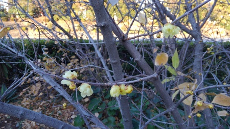 ファイル 1903-1.jpg