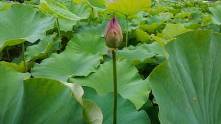 ファイル 1951-2.jpg