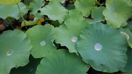 ファイル 1951-3.jpg