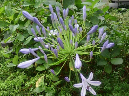 ファイル 1955-1.jpg