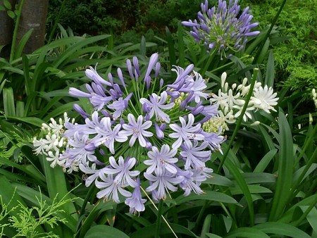 ファイル 1956-1.jpg