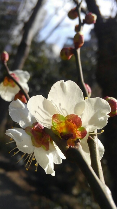 ファイル 2024-2.jpg