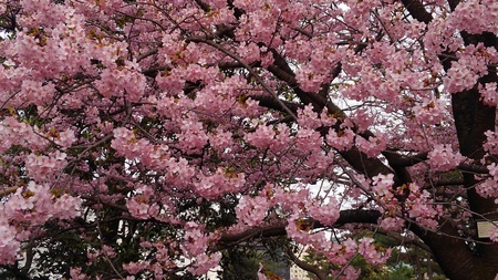 ファイル 2027-1.jpg